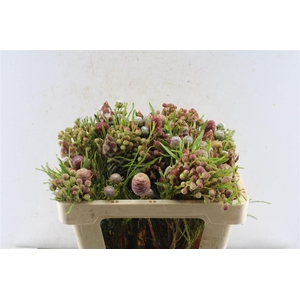 Kaaps Cone Mix Gemengd In Bos