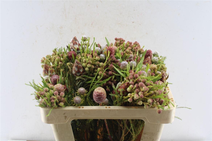 <h4>Kaaps Cone Mix Gemengd In Bos</h4>