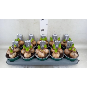 Hyacinthus orie. 'Pearl White'