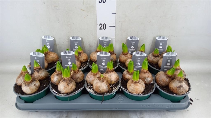 <h4>Hyacinthus orie. 'Pearl White'</h4>