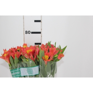 ALSTROEMERIA TROPICANA 080 CM