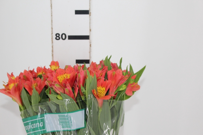 <h4>ALSTROEMERIA TROPICANA 080 CM</h4>