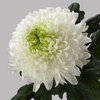 CHRYSANTHEMUM PL 'MAGNUM'