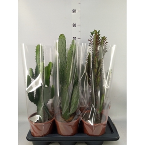 Cactus   ...mix  3