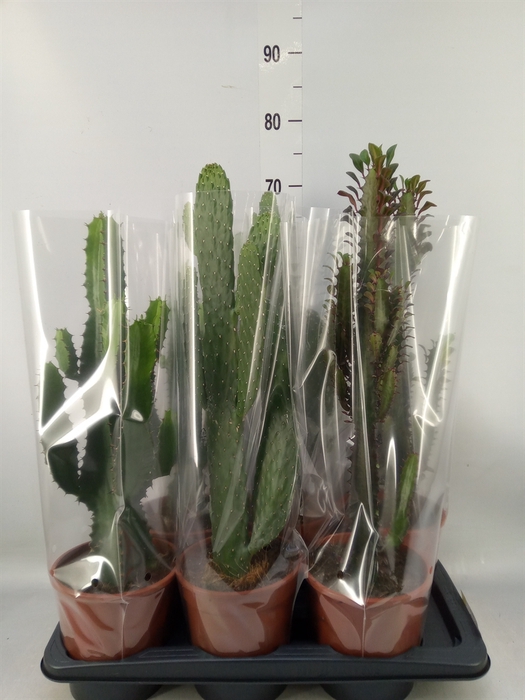 <h4>Cactus   ...mix  3</h4>