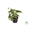 Syngonium Variegata 15Ø 40cm