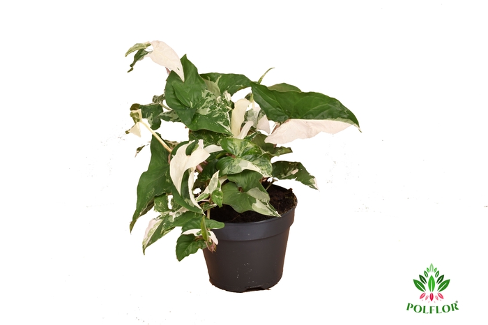 Syngonium Variegata 15Ø 40cm