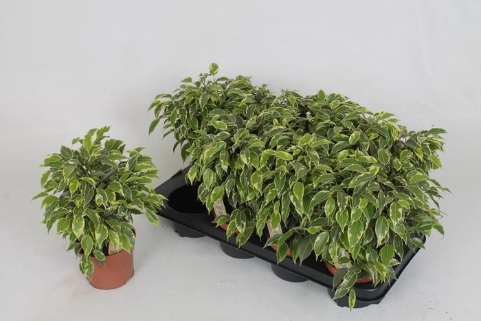 <h4>FIC BE KINKY</h4>