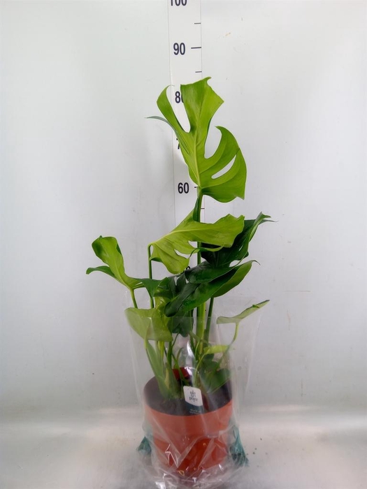<h4>Monstera delic.</h4>