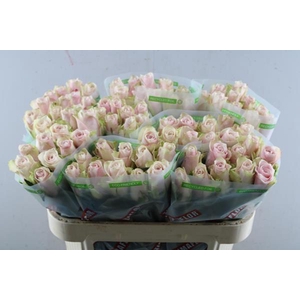 R Gr Pink Athena L40