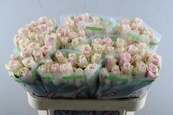 <h4>R Gr Pink Athena L40</h4>