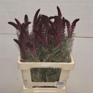 Lysim Atropurpurea