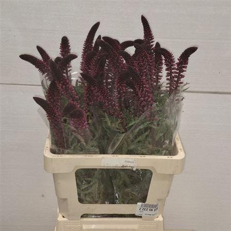 <h4>Lysim Atropurpurea</h4>