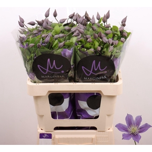 CLEMATIS  'AMAZING SOFIA'