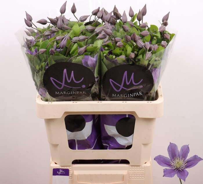 <h4>CLEMATIS  'AMAZING SOFIA'</h4>