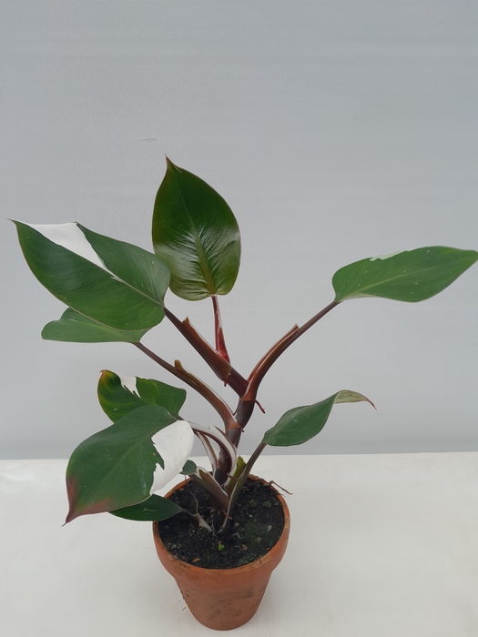PHILODENDRON ERUBESCENS