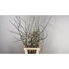 CHAENOMELES SUPERBA WHITE EXTRA 065CM
