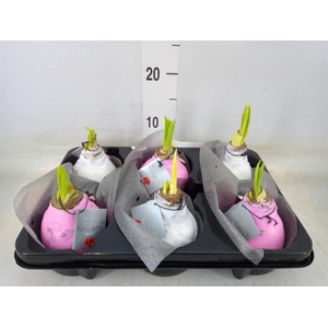 Hippeastrum   ...waxed