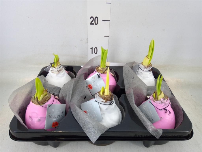 <h4>Hippeastrum   ...waxed</h4>