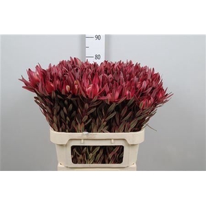Leucadendron Jester