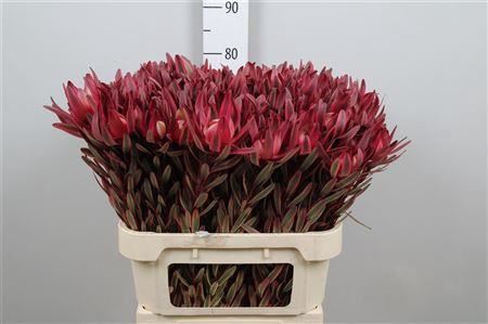 <h4>Leucadendron Jester</h4>
