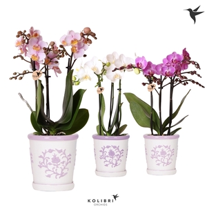 Kolibri Orchids Phalaenopsis mix 3 spike in Malaga pot lila mix