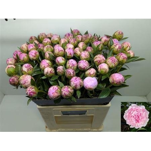 Paeo L Sara Bernhard