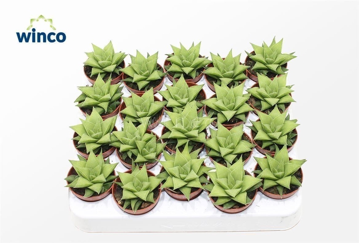 <h4>Haworthia Baylissii</h4>