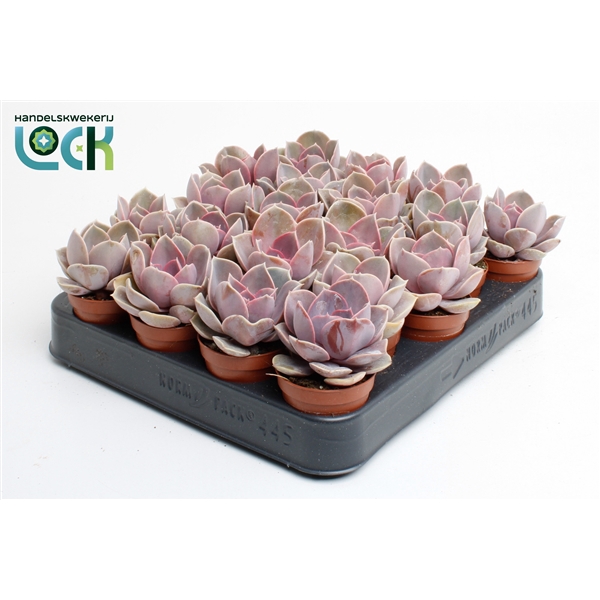 <h4>Echeveria Perle von Nurnberg</h4>
