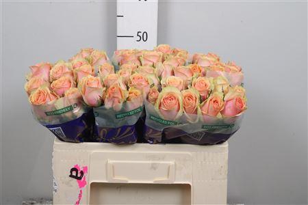 <h4>R Gr Dividend</h4>