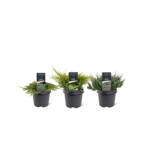 Juniperus