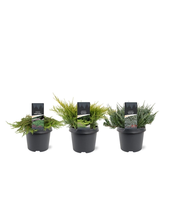 <h4>Juniperus</h4>