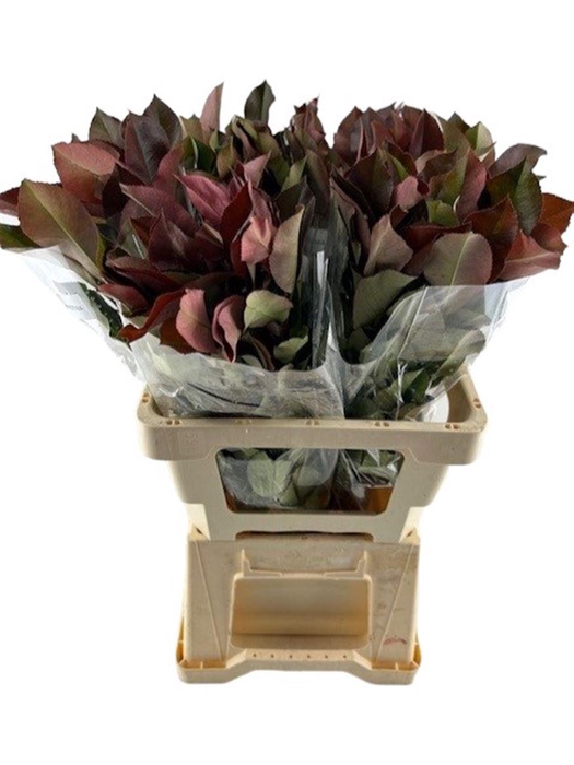 <h4>Photinia Red Robin</h4>