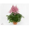 Astilbe arendsii 'Freya'