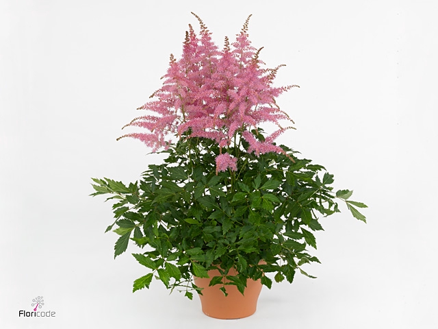 Astilbe arendsii 'Freya'
