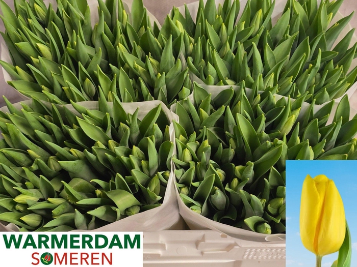 <h4>TU EN STRONG GOLD</h4>