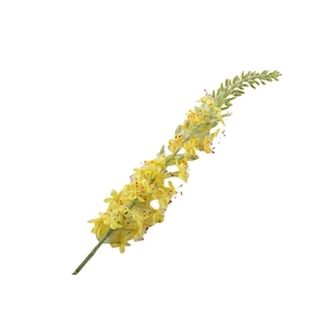 Eremurus Yellow
