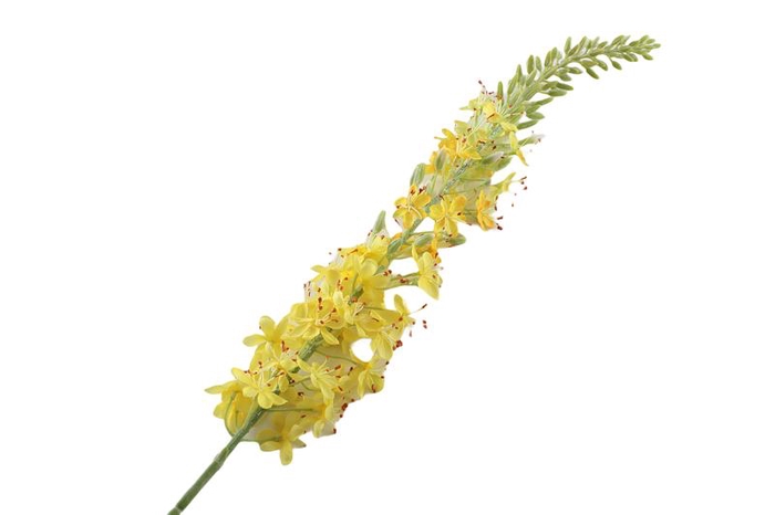 <h4>Eremurus Yellow</h4>