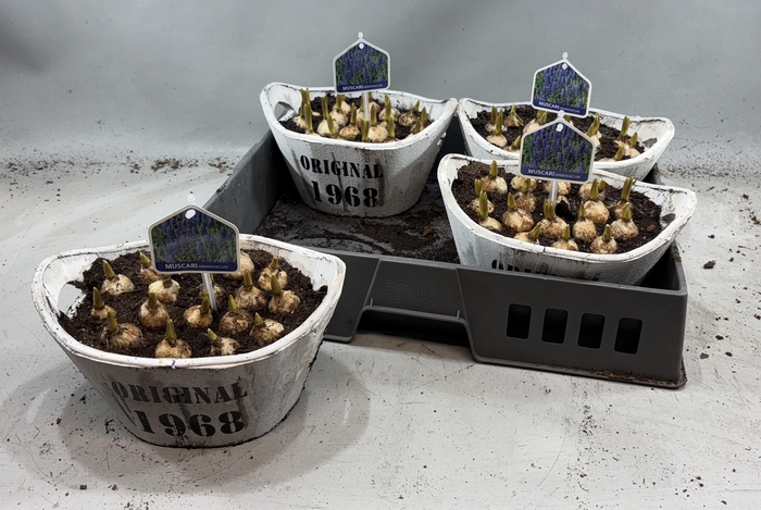 arr8 Arr Muscari In Houten Hengsel Bakje