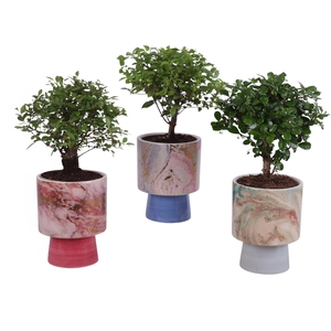 Bonsai Indoor Mix Ø12cm Ball Shape in Ø14cm Ceramic FB676