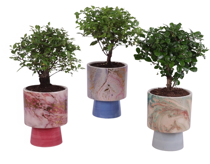 <h4>Bonsai Indoor Mix Ø12cm Ball Shape in Ø14cm Ceramic FB676</h4>