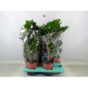 Zamioculcas zamiifolia 'Zenzi'