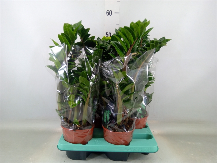 <h4>Zamioculcas zamiifolia 'Zenzi'</h4>