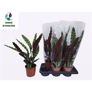 Calathea lancifolia