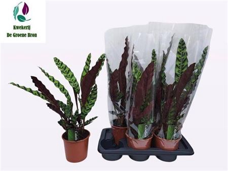 <h4>Calathea lancifolia</h4>