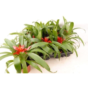 Guzmania  'Tempo'