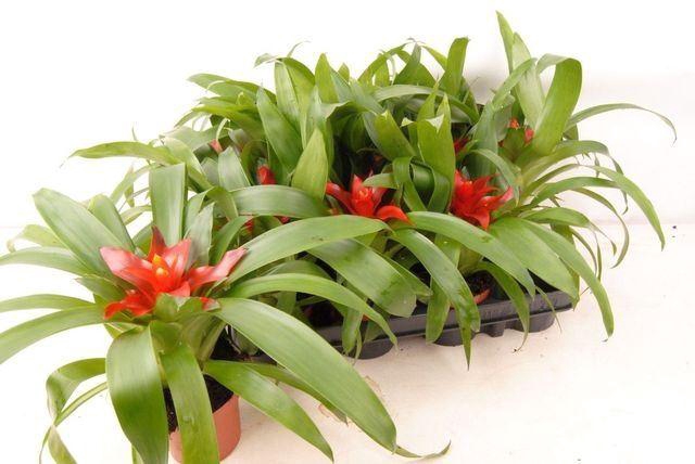 <h4>Guzmania  'Tempo'</h4>