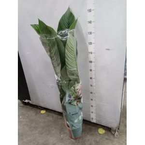 Spathiphyllum  'Sensation'