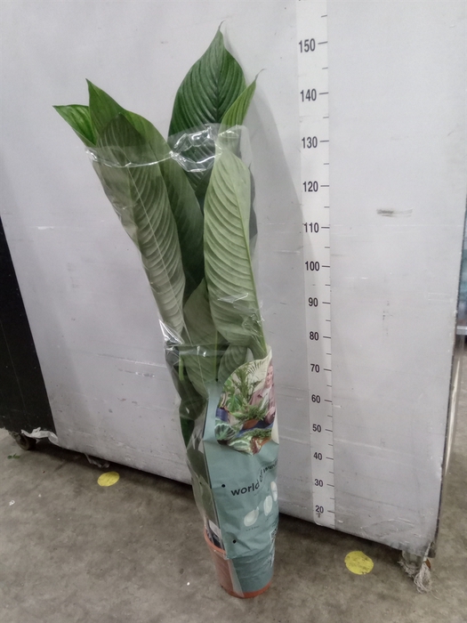 <h4>Spathiphyllum  'Sensation'</h4>