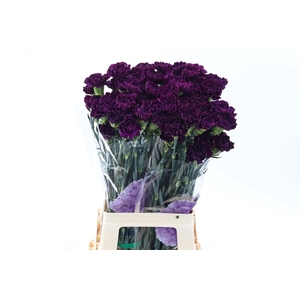 Dianthus ST 'Florigene Moontea'